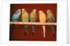 1970s Five Pet Parakeets Perched Against Red Background by Anonymous
