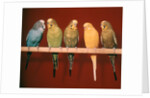 1970s Five Pet Parakeets Perched Against Red Background by Anonymous