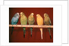 1970s Five Pet Parakeets Perched Against Red Background by Anonymous