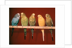 1970s Five Pet Parakeets Perched Against Red Background by Anonymous
