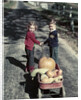1950s Kids In Blue Jeans Pulling Red Wagon Full Of Pumpkins by Anonymous
