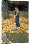 1970s 1980s Teenage Boy Raking Autumn Leaves by Anonymous