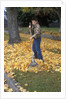 1970s 1980s Teenage Boy Raking Autumn Leaves by Anonymous