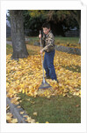 1970s 1980s Teenage Boy Raking Autumn Leaves by Anonymous
