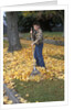 1970s 1980s Teenage Boy Raking Autumn Leaves by Anonymous