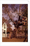 1960s 6 Children Playing In And Climbing Ladder Into Tree House In Suburban Backyard by Anonymous
