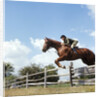 1970s Woman Equestrian Rider Jumping Over Split Rail Fence During Steeplechase Horse Race by Anonymous