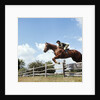 1970s Woman Equestrian Rider Jumping Over Split Rail Fence During Steeplechase Horse Race by Anonymous
