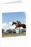 1970s Woman Equestrian Rider Jumping Over Split Rail Fence During Steeplechase Horse Race by Anonymous