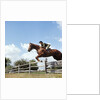 1970s Woman Equestrian Rider Jumping Over Split Rail Fence During Steeplechase Horse Race by Anonymous