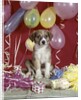 1960s Puppy Dog Balloons Party And Colorful Streamers by Anonymous