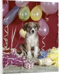 1960s Puppy Dog Balloons Party And Colorful Streamers by Anonymous