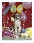 1960s Puppy Dog Balloons Party And Colorful Streamers by Anonymous