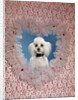 1960s White Miniature Poodle Dog Looking Through Red And White Lace Valentine Heart by Anonymous