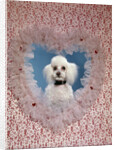 1960s White Miniature Poodle Dog Looking Through Red And White Lace Valentine Heart by Anonymous