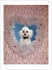 1960s White Miniature Poodle Dog Looking Through Red And White Lace Valentine Heart by Anonymous