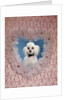 1960s White Miniature Poodle Dog Looking Through Red And White Lace Valentine Heart by Anonymous