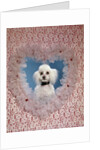 1960s White Miniature Poodle Dog Looking Through Red And White Lace Valentine Heart by Anonymous