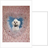 1960s White Miniature Poodle Dog Looking Through Red And White Lace Valentine Heart by Anonymous