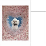 1960s White Miniature Poodle Dog Looking Through Red And White Lace Valentine Heart by Anonymous