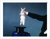 Hand Of Magician Pulling White Rabbit Out Of Black Silk Top Hat by Anonymous