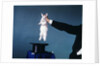 Hand Of Magician Pulling White Rabbit Out Of Black Silk Top Hat by Anonymous