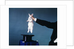 Hand Of Magician Pulling White Rabbit Out Of Black Silk Top Hat by Anonymous