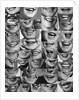 1960s 1970s Montage Of Mouths Of All Sexes And Ages by Anonymous