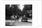 1920s 1930s Couple On Horses Meeting Woman On Road In Convertible Touring Car by Anonymous
