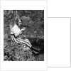 1920s Young Woman In Striped Skirt Sitting On Stream Bank In Woods Braiding Garland Of Wild Flowers by Anonymous