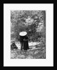 1900 View Of Back Of Couple Walking Through Woods Under Umbrella Man With Arm Around Woman by Anonymous