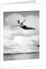 1930s Man Swan Diving From High Diving Board Outdoor by Corbis