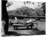1950s Elderly Man In Backyard Stretched Out On Lounge Chair Under Tree by Anonymous