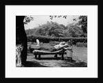 1950s Elderly Man In Backyard Stretched Out On Lounge Chair Under Tree by Anonymous