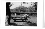 1950s Elderly Man In Backyard Stretched Out On Lounge Chair Under Tree by Anonymous