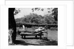1950s Elderly Man In Backyard Stretched Out On Lounge Chair Under Tree by Anonymous