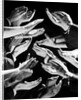 1950s Multiple Exposure Montage Hands Clapping by Anonymous