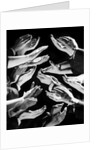 1950s Multiple Exposure Montage Hands Clapping by Anonymous