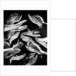 1950s Multiple Exposure Montage Hands Clapping by Anonymous