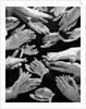 1950s Montage Of Many Man And Woman Hands Clapping by Anonymous