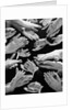 1950s Montage Of Many Man And Woman Hands Clapping by Anonymous
