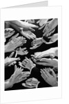 1950s Montage Of Many Man And Woman Hands Clapping by Anonymous