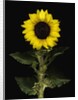 Sunflower by Anonymous