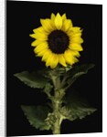 Sunflower by Anonymous