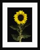 Sunflower by Anonymous