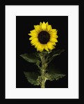 Sunflower by Anonymous