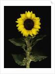 Sunflower by Anonymous