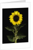 Sunflower by Anonymous