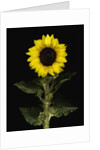 Sunflower by Anonymous