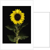 Sunflower by Anonymous